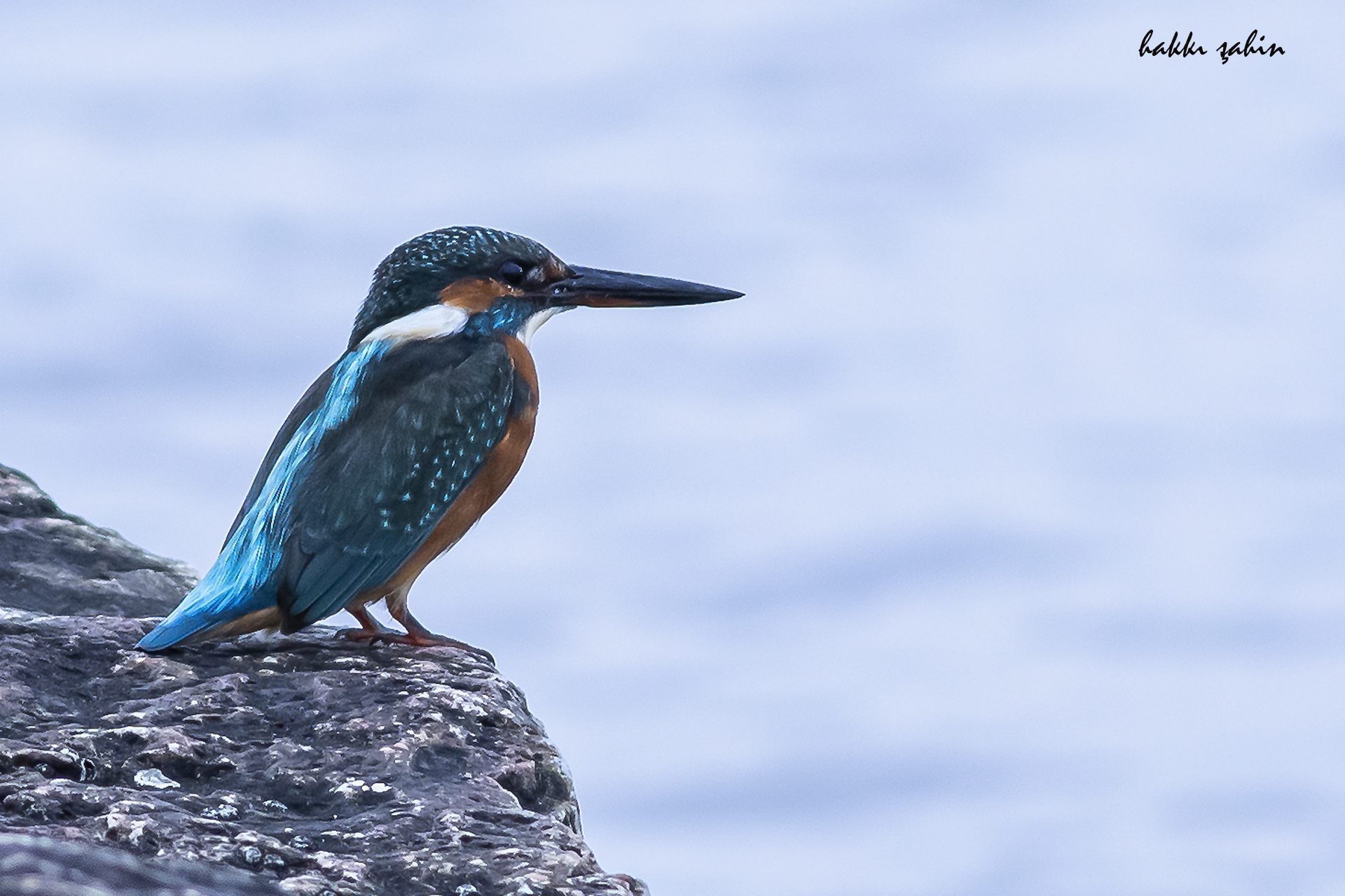 Common Kingfisher